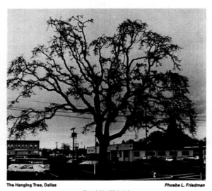 Example of a hanging tree in Dallas Texas