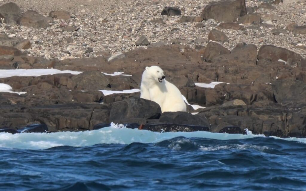 Polar bear photo taken by Jon-Borge Karlsen.